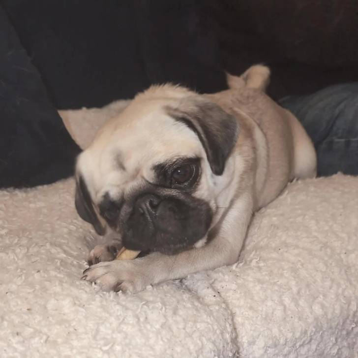 Un Bullpug allongé sur un canapé et regardant vers la caméra 