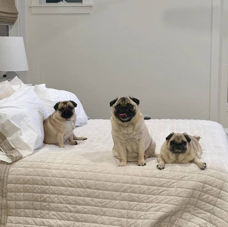 Trois Bullpug sur un lit et regardant tous les trois la caméra