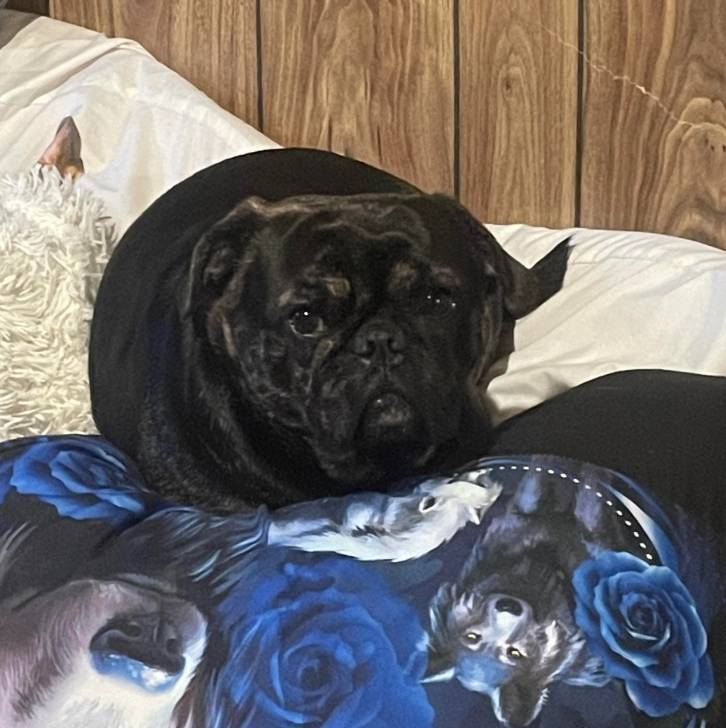 Un Bullpug allongé sur un lit et regardant vers la caméra