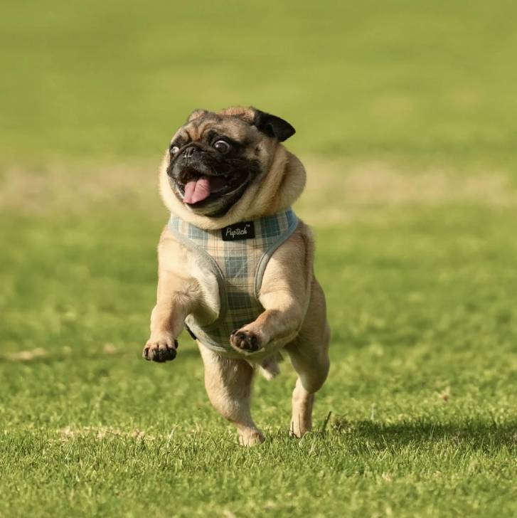 Un Bullpug courant sur une surface gazonnée et portant un harnais 