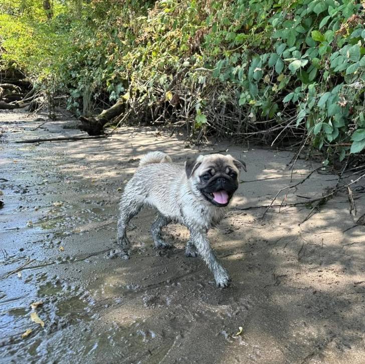 Un Bullpug marchant sur une surface et regardant vers la caméra 