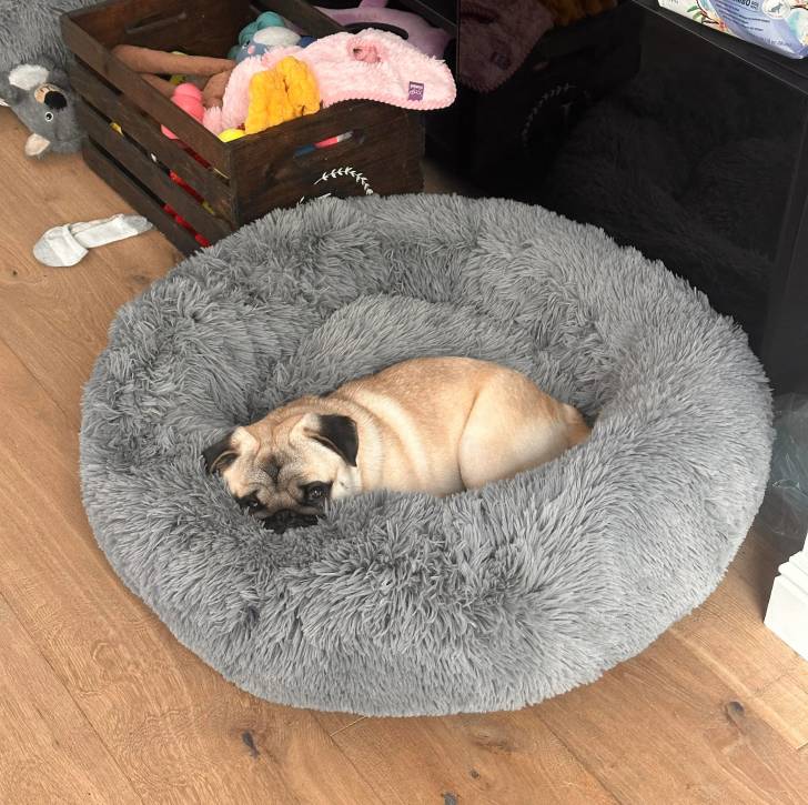 Un Bullpug allongé dans un panier et regardant vers la caméra