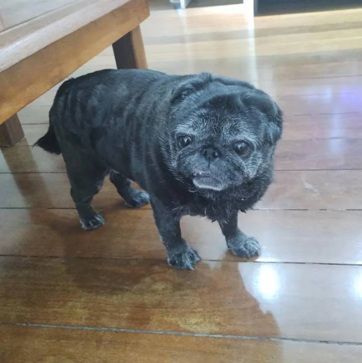 Un Bullpug sur un plancher et semblant détendu 