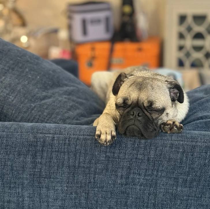 Un Bullpug allongé sur un canapé et semblant dormir 