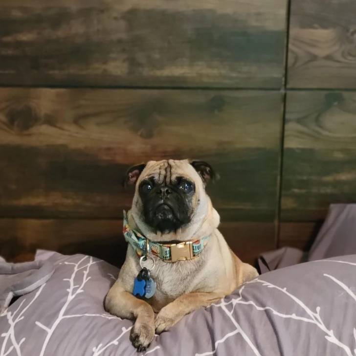 Un Bullpug allongé sur un lit et portant un collier autour du cou