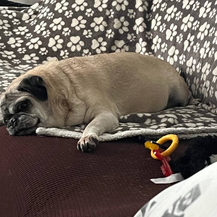 Un Bullpug allongé sur un canapé et regardant vers la caméra 