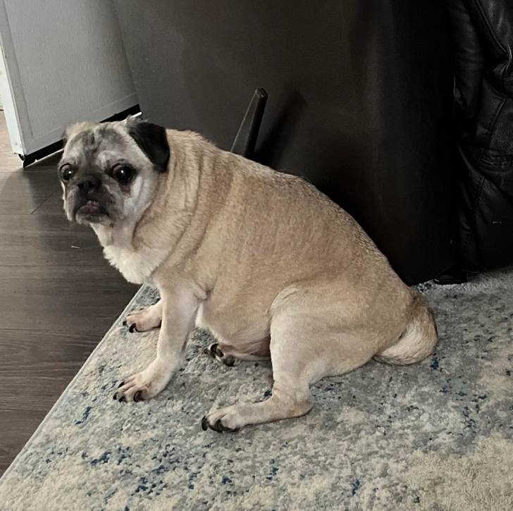 Un Bullpug assis sur un tapis et regardant vers la caméra