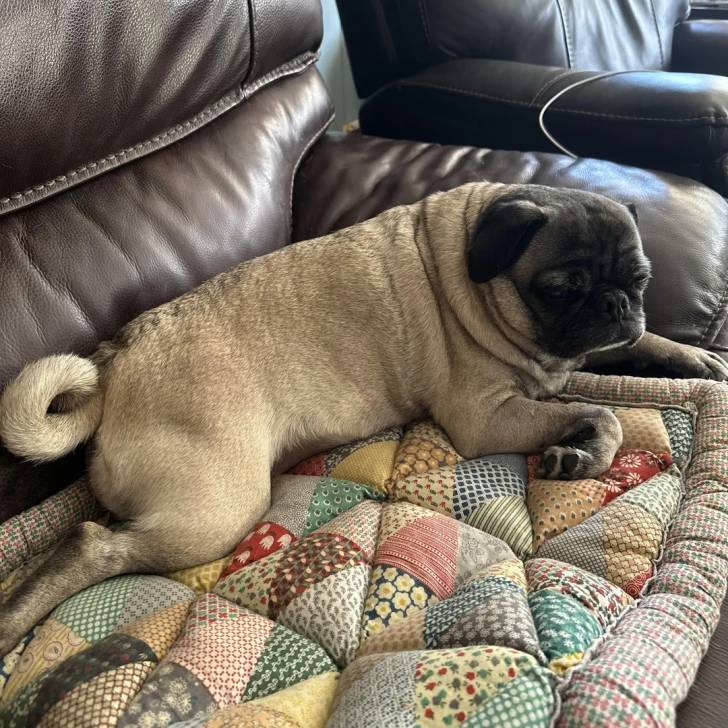 Un Bullpug allongé sur un canapé et semblant détendu 