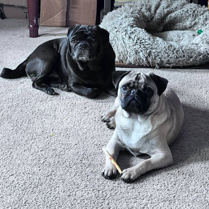 Deux Bullpug allongé sur une moquette et semblant tous les deux détendus 