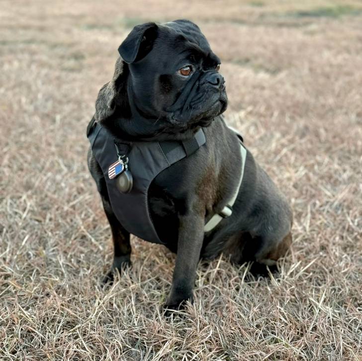 Un Bullpug assis sur un terrain herbeux et portant un harnais 
