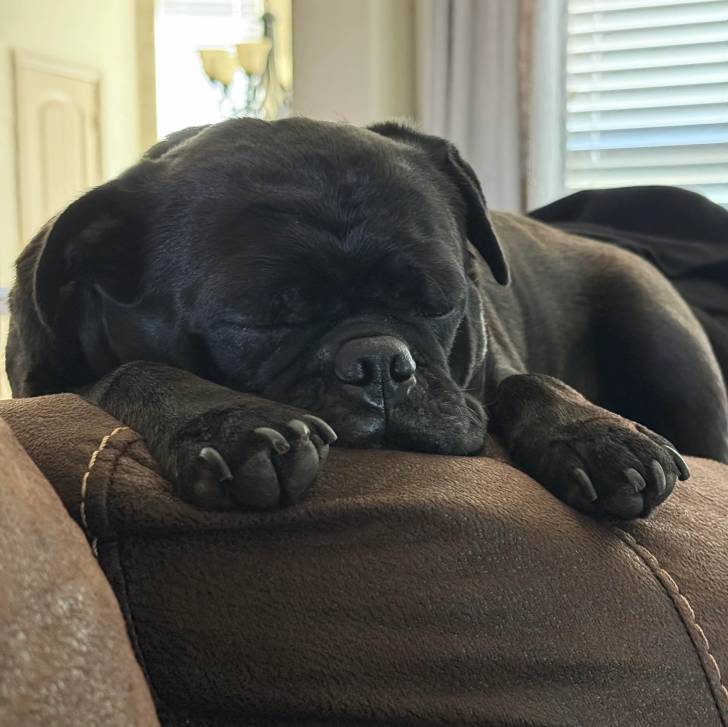 Un Bullpug allongé sur un canapé et semblant dormir 