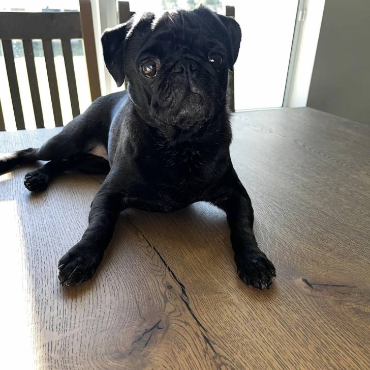 Un Bullpug allongé sur une table et semblant détendu
