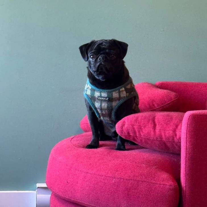 Un Bullpug assis sur un canapé et portant un harnais 