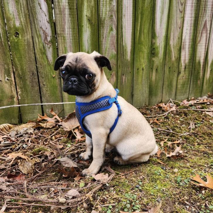 Un Bullpug assis sur un terrain herbeux et portant un harnais 