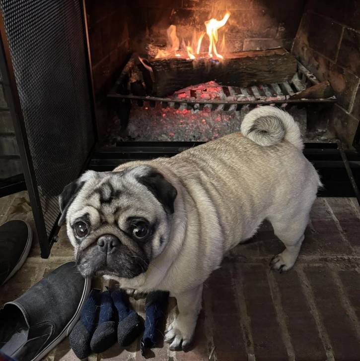 Un Bullpug devant une cheminée et regardant vers la caméra 