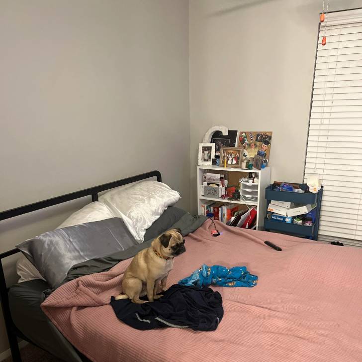 Un Bullpug assis sur un lit et portant un collier autour du cou
