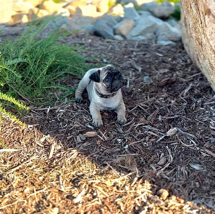 Un chiot Bullpug allongé sur une surface herbacée et portant un collier autour du cou