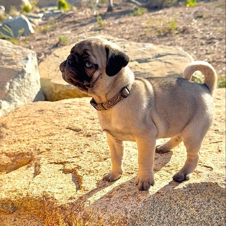 Un Bullpug sur un rocher et portant un collier autour du cou