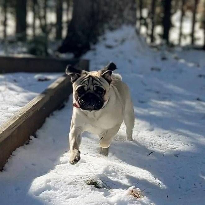Un Bullpug courant sur une surface enneigée 