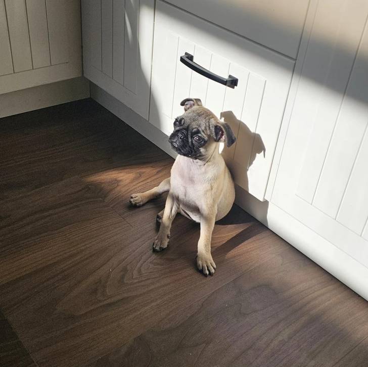 Un Bullpug assis sur un plancher et semblant triste 