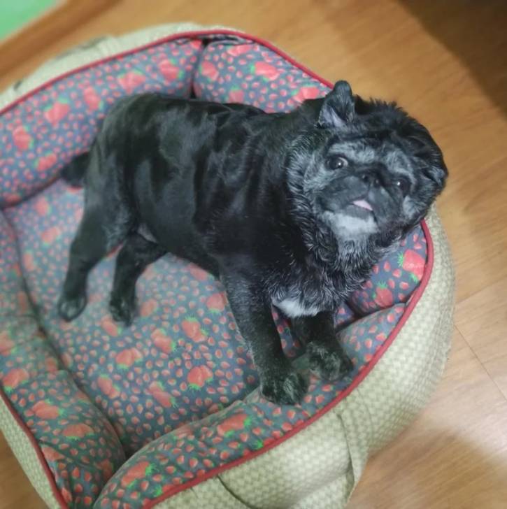 Un Bullpug allongé dans un panier et semblant détendu