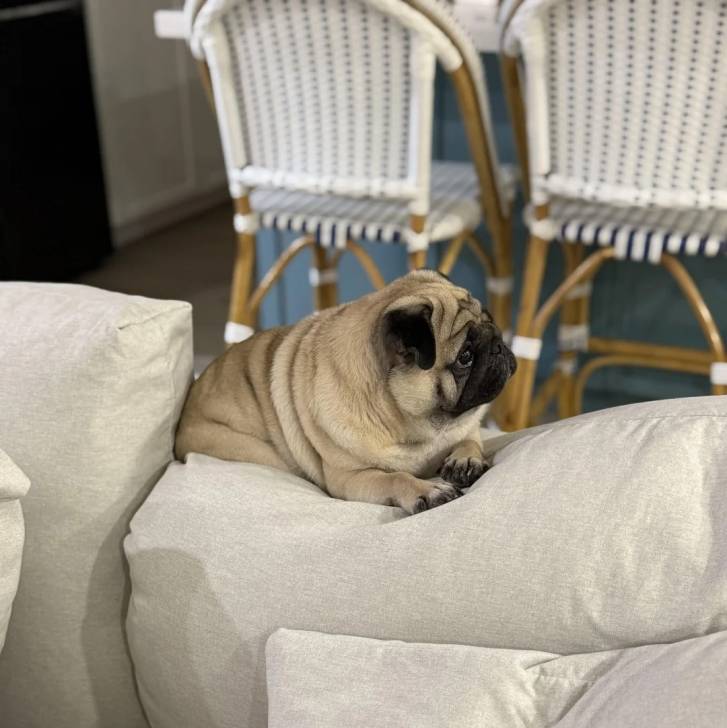 Un Bullpug allongé sur un canapé et semblant détendu 