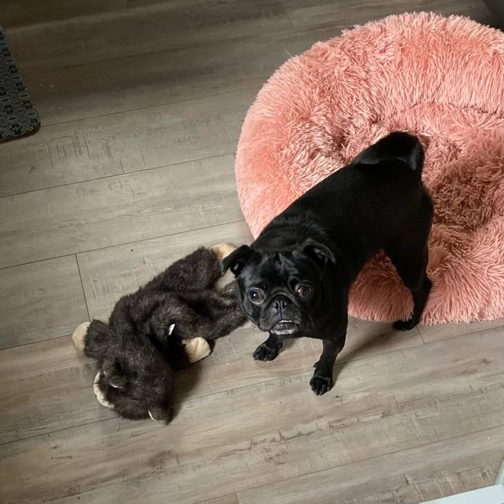 Un Bullpug sur un plancher et regardant vers la caméra 