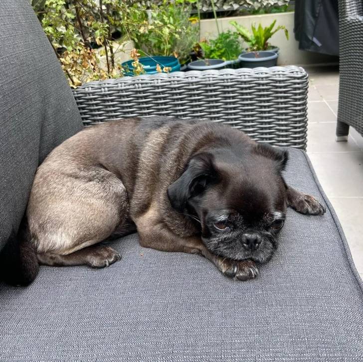 Un Bullpug allongé sur un canapé et semblant détendu 