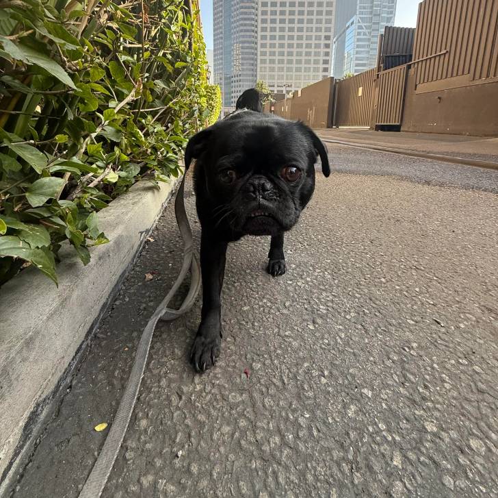 Un Bullpug regardant vers la caméra et qui est tenu en laisse