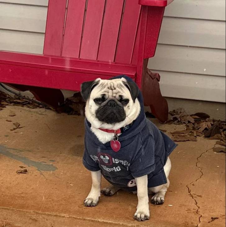 Un Bullpug portant un habit pour chien et un collier autour du cou