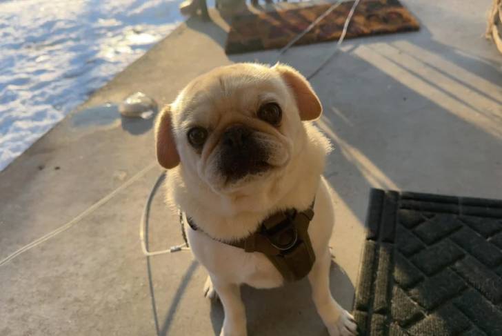 Un Bullpug assis sur une surface bétonnée et portant un harnais 