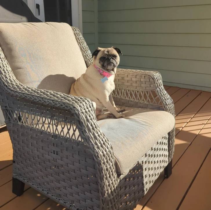 Un Bullpug assis sur un canapé et portant un collier autour du cou 