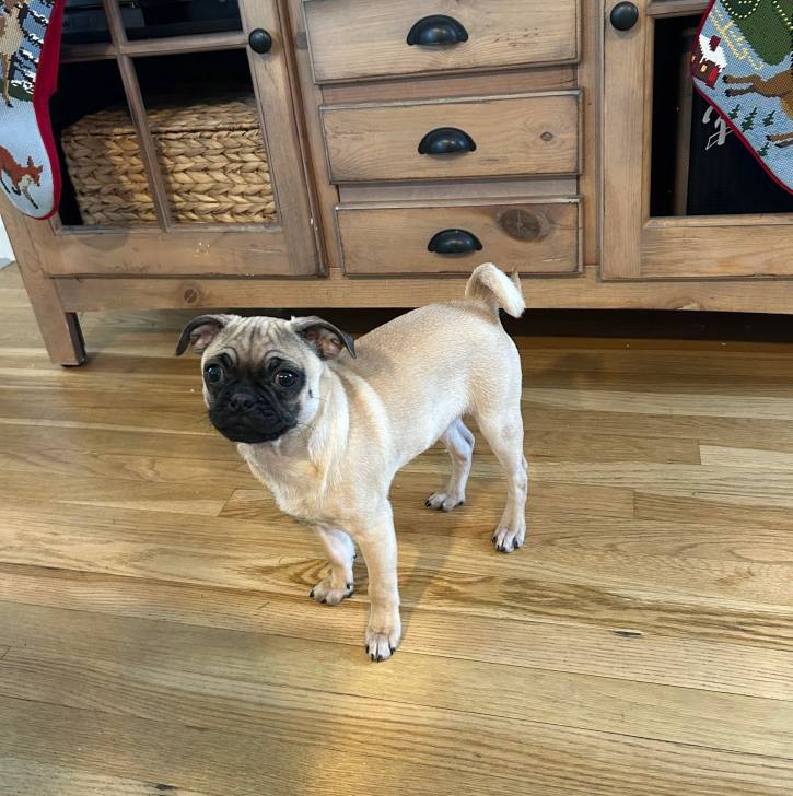 Un Bullpug sur un plancher et regardant vers la caméra 