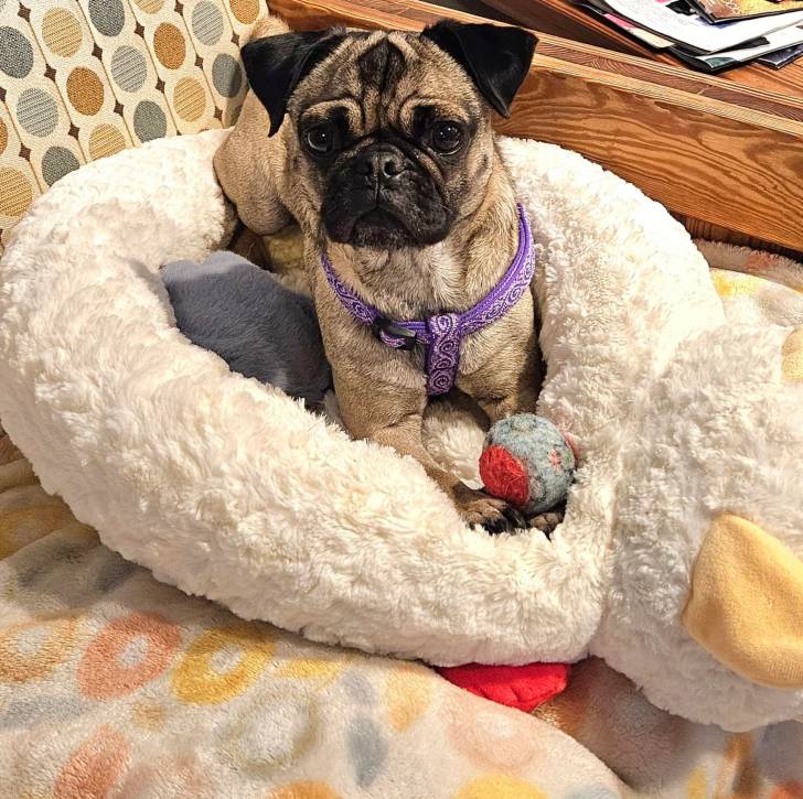 Un Bullpug allongé dans un panier et portant un harnais 