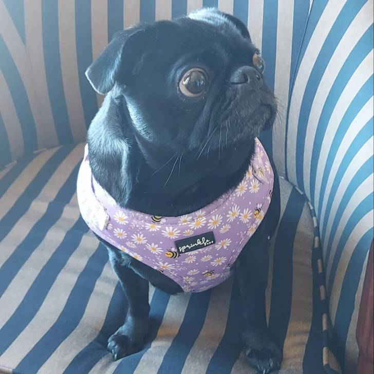 Un Bullpug assis sur un fauteuil et portant un harnais