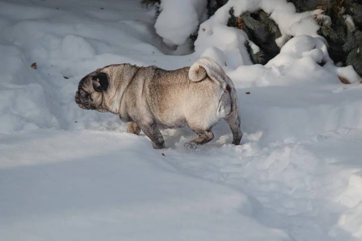Un Bullpug marchant sur une surface enneigée 