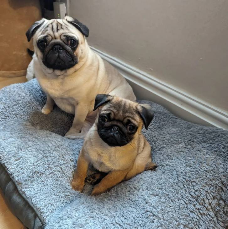 Deux Bullpug assis dans un panier et regardant tous les deux la caméra 