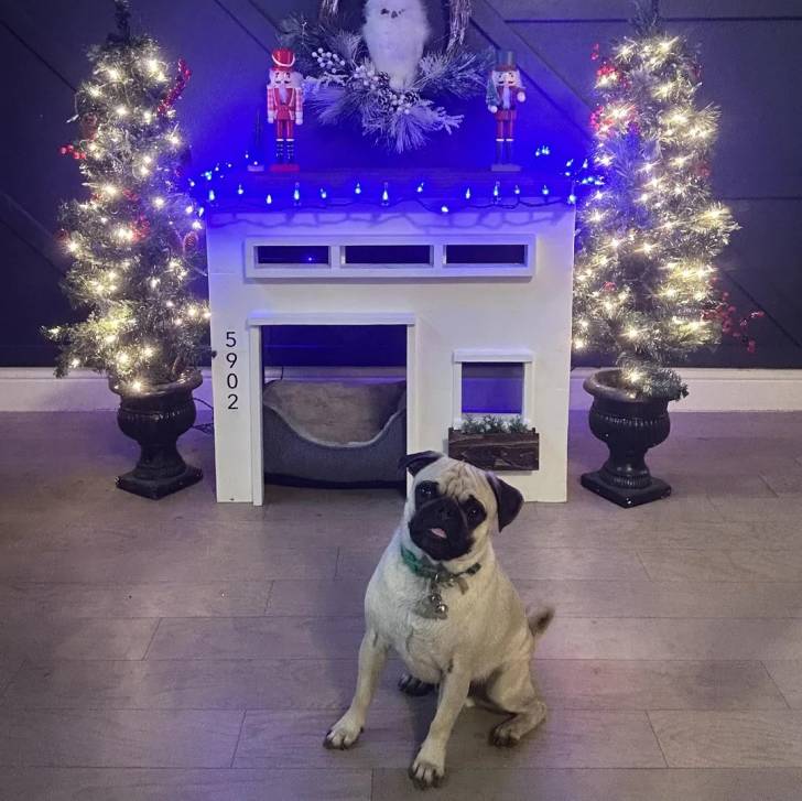 Un Bullpug assis sur un sol carrelé et portant un collier autour du cou 
