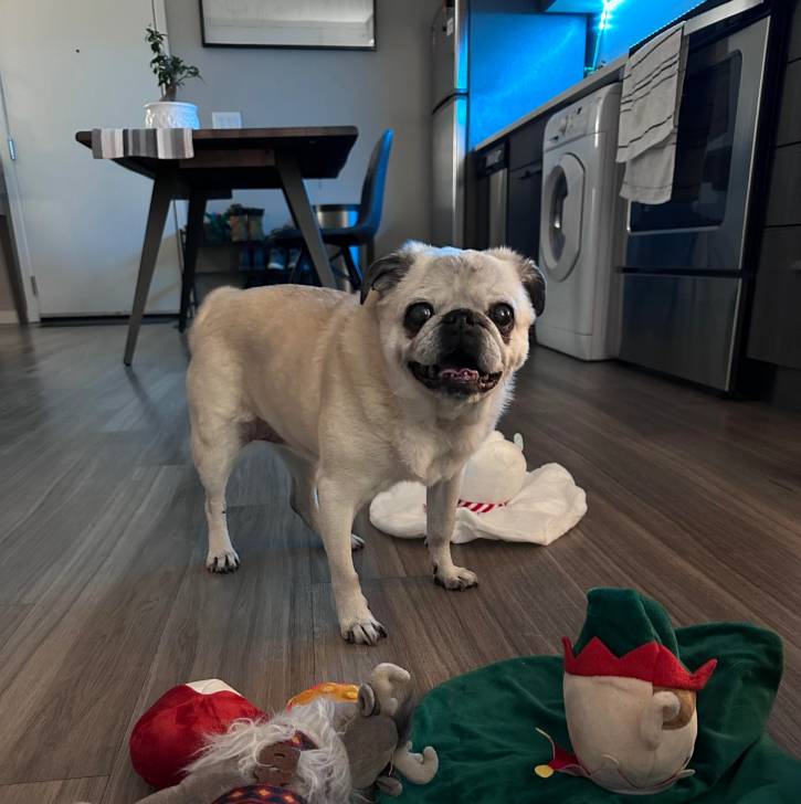 Un Bullpug sur un plancher 