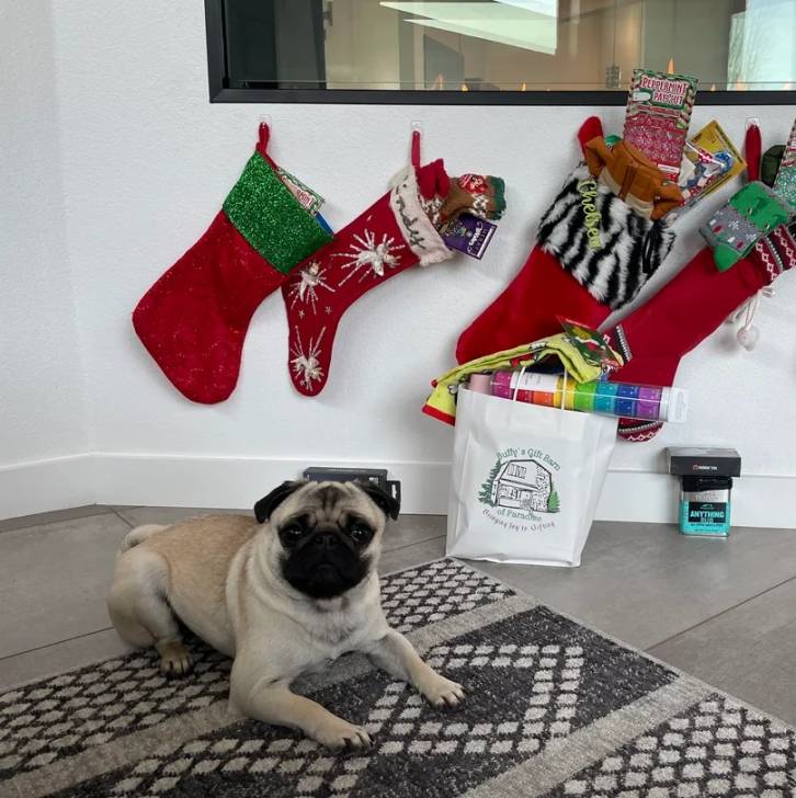 Un Bullpug allongé sur un tapis et regardant vers la caméra 