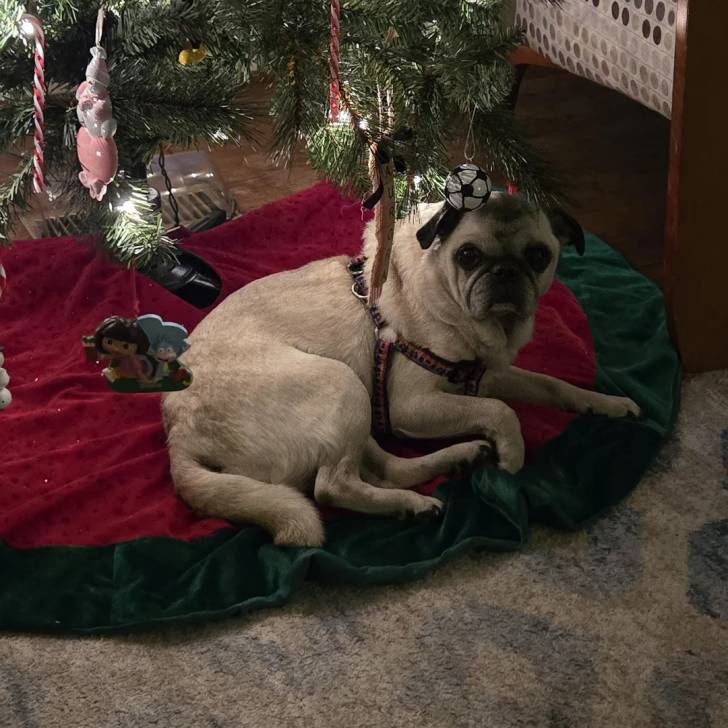 Un Bullpug allongé devant un sapin de Noël et portant un harnais 