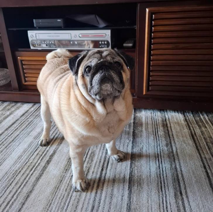 Un Bullpug sur une moquette et regardant vers le haut 