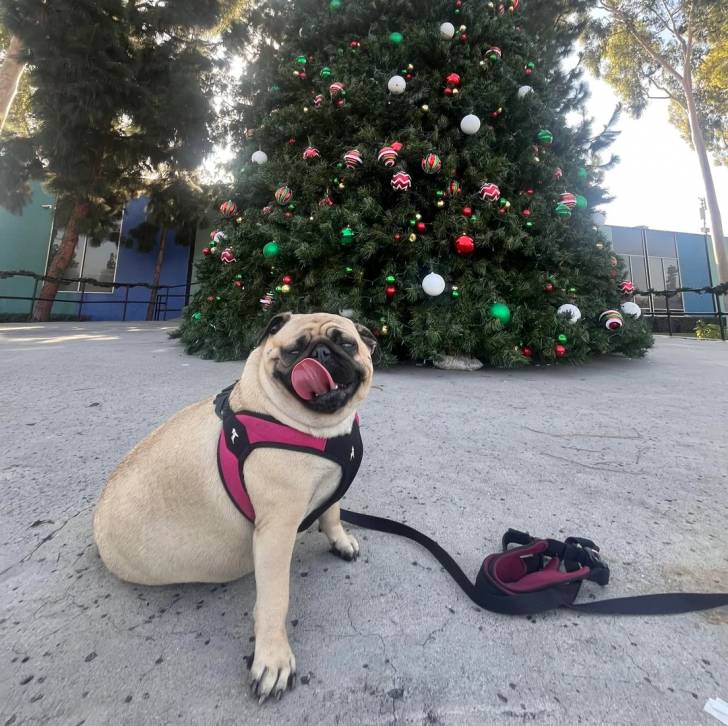 Un Bullpug assis sur une surface bétonnée et qui est tenu en laisse 