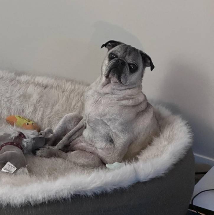 Un Bullpug assis dans un panier et regardant vers la caméra 