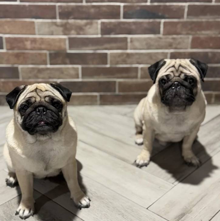 Deux Bullpug assis sur un sol carrelé 
