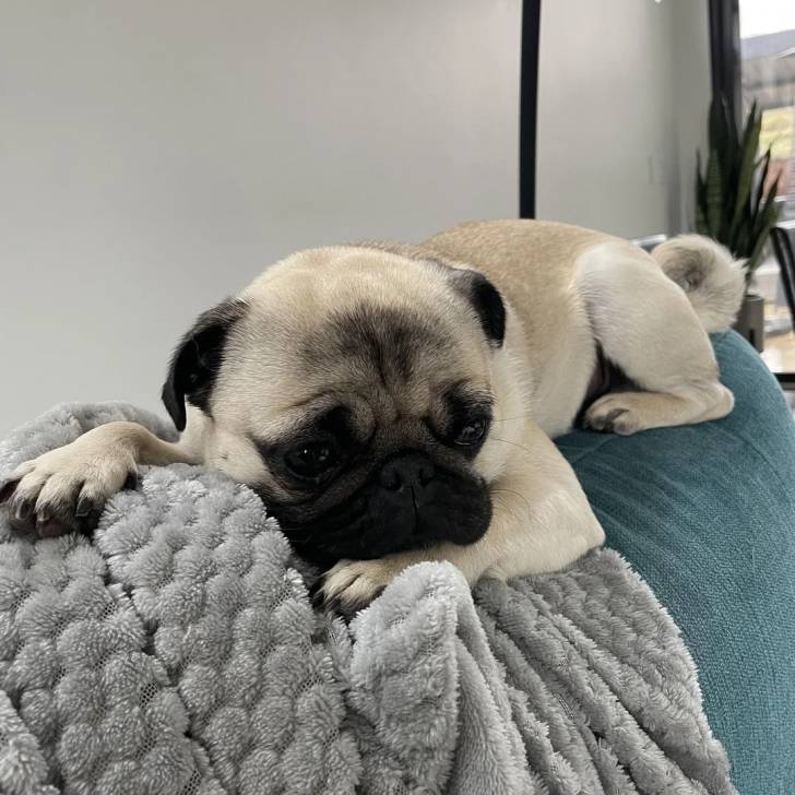 Un Bullpug allongé sur un canapé et regardant vers la caméra 