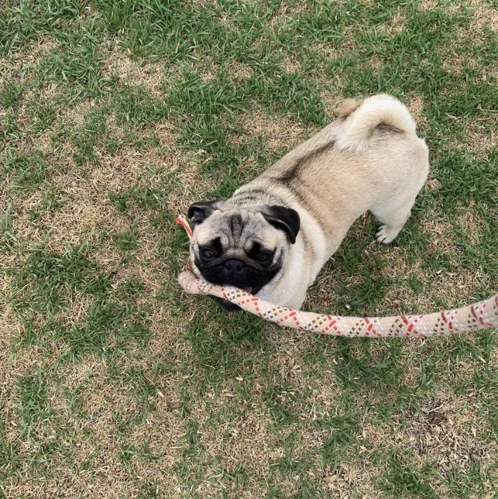 Un Bullpug sur un terrain herbeux et qui est tenu en laisse 