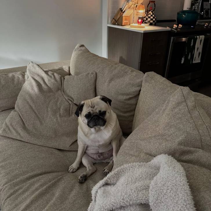Un Bullpug assis sur un canapé et regardant vers la caméra 