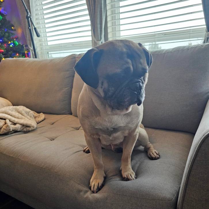 Un Bullpug assis sur un canapé et semblant détendu 