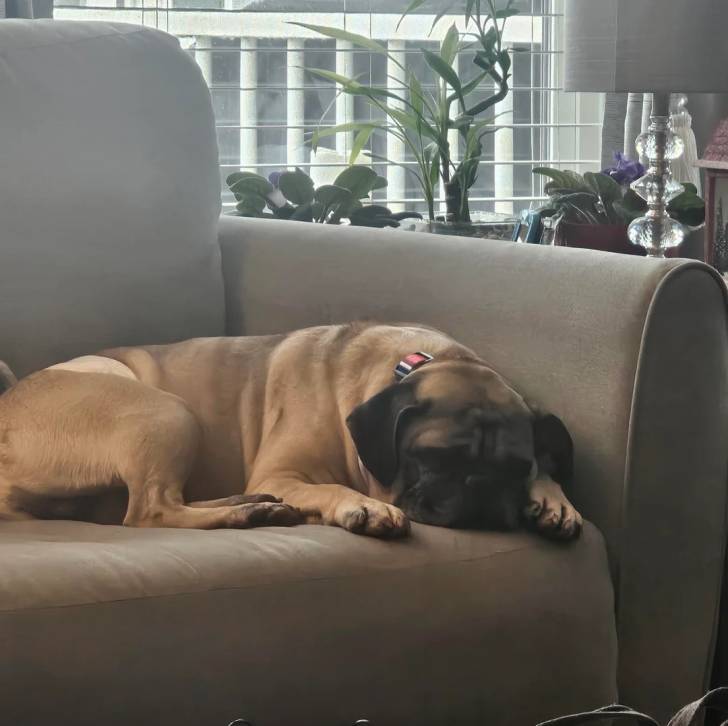 Un Bullpug allongé sur un canapé et portant un collier autour du cou